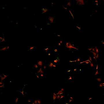 HPA027163: U2OS, siRNA 2 (10x)
