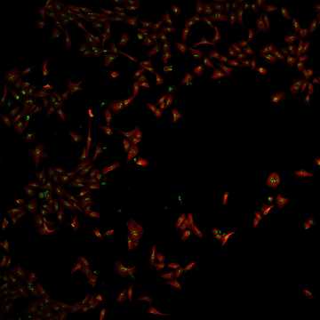 HPA027163: U2OS, scrambled (10x)