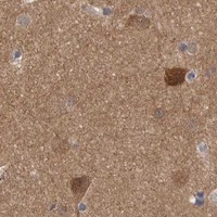 HPA IHC Cerebral cortex — MDH1