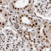 HPA IHC Kidney — BLZF1