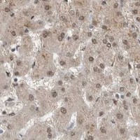 HPA IHC Liver — BLZF1