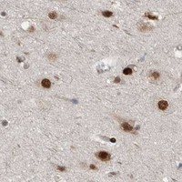 HPA IHC Cerebral cortex — BLZF1