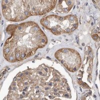 HPA IHC Kidney — OXR1