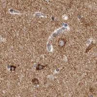HPA IHC Cerebral cortex — COX5A