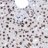 HPA IHC Liver — BCLAF1