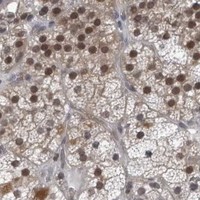 HPA IHC Adrenal gland — RTCA