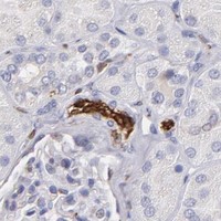 HPA IHC Kidney — PTGS1