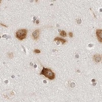 HPA IHC Cerebral cortex — EIF4G1