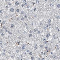 HPA IHC Liver — HSPA6