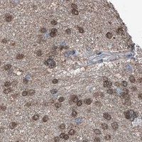 HPA IHC Cerebral cortex — HSPA6