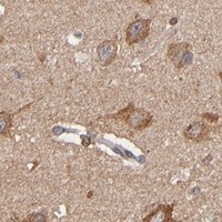 HPA IHC Cerebral cortex — PGRMC1