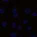 HPA028823: hTERT-RPE1 (serum starved)