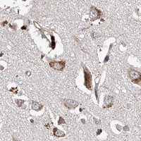 HPA IHC Cerebral cortex — RILPL2