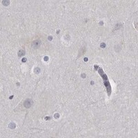 HPA IHC Cerebral cortex — GZMH