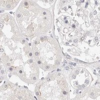 HPA IHC Kidney — ASCL1