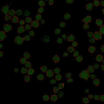 HPA002928: REH