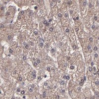 HPA IHC Liver — HECTD1