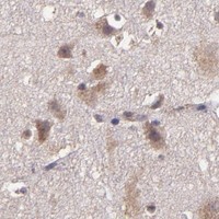 HPA IHC Cerebral cortex — HECTD1