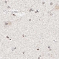HPA IHC Cerebral cortex — NRF1