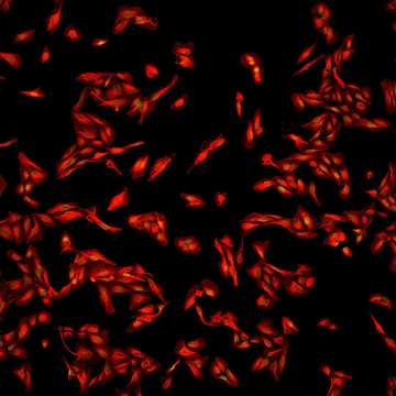 HPA029424: U-2 OS, siRNA 1 (10x)