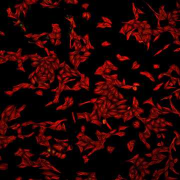 HPA029424: U-2 OS, siRNA 2 (10x)