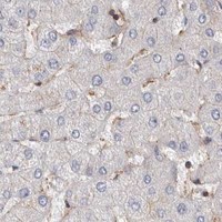 HPA IHC Liver — TMC7