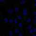 HPA029501: hTERT-RPE1 (serum starved)