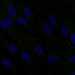 HPA029501: hTERT-RPE1 (serum starved)