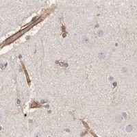 HPA IHC Cerebral cortex — LAP3