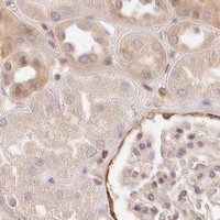 HPA IHC Kidney — SYNGR1