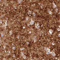 HPA IHC Cerebral cortex — SYNGR1