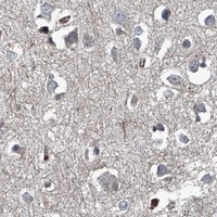 HPA IHC Cerebral cortex — GPR132