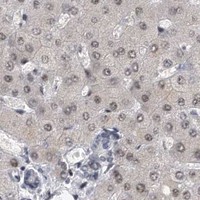 HPA IHC Liver — TFCP2L1