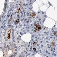 HPA IHC Salivary gland — TFCP2L1