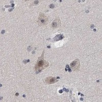 HPA IHC Cerebral cortex — TFCP2L1