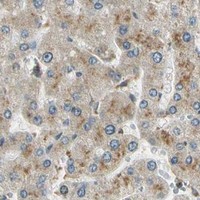 HPA IHC Liver — LAMTOR1