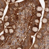 HPA IHC Duodenum — GBP4