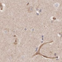 HPA IHC Cerebral cortex — GBP4