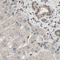HPA IHC Liver — RBM25