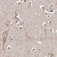 HPA IHC Cerebral cortex — MICAL2