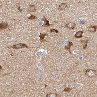 HPA IHC Cerebral cortex — MFN2
