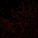 HPA030741: U2OS, siRNA 2 (10x)