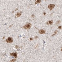 HPA IHC Cerebral cortex — RBFOX3