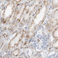 HPA IHC Kidney — LRRC59