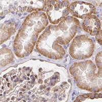 HPA IHC Kidney — SORL1