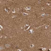 HPA IHC Cerebral cortex — CPAMD8