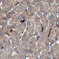 HPA IHC Liver — ABCG1