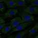 HPA031868: hTERT-RPE1 (serum starved)