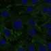 HPA031868: hTERT-RPE1 (serum starved)