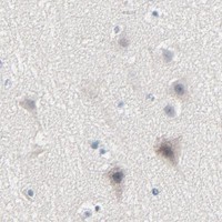 HPA IHC Cerebral cortex — SAGE1